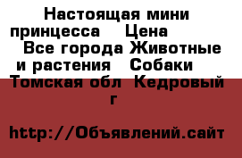 Настоящая мини принцесса  › Цена ­ 25 000 - Все города Животные и растения » Собаки   . Томская обл.,Кедровый г.